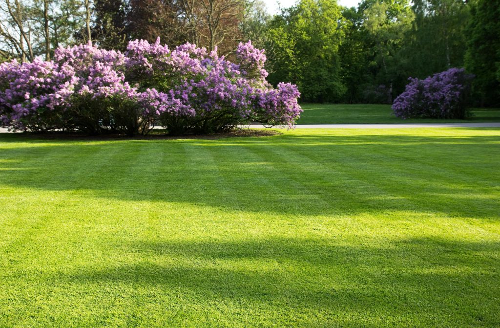 Freshly Mowed Lawn